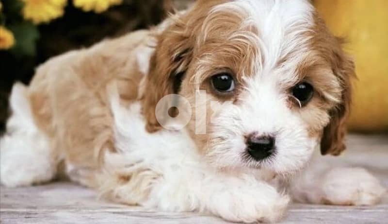 Maltipoo Cutie Imported Delivery available 0
