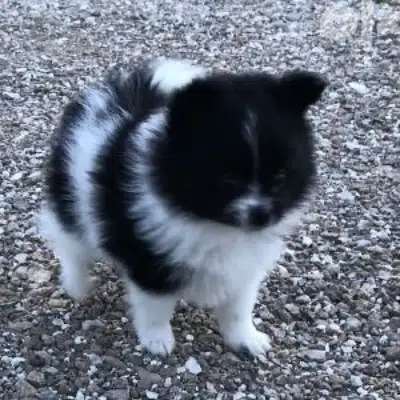 Pomeranian Panda