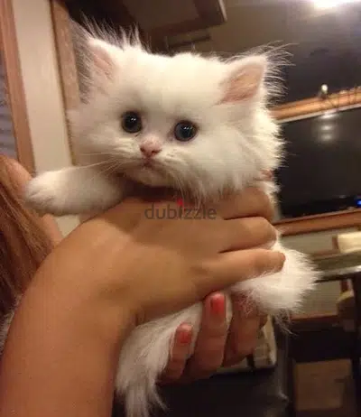 Persian Kitten White snow