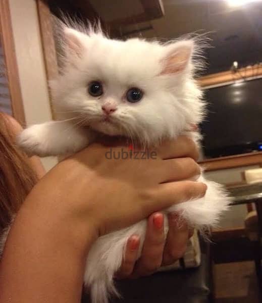 Persian Kitten White snow 0