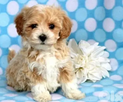Toy Maltipoo Brown and White imported