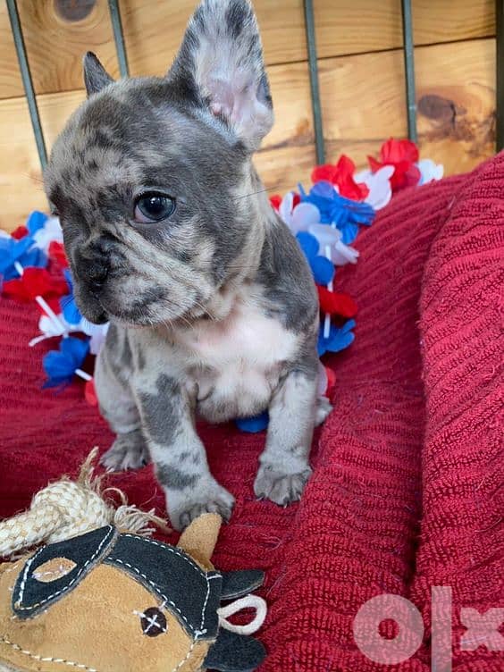 French Bulldog Merle Frenchie- 0