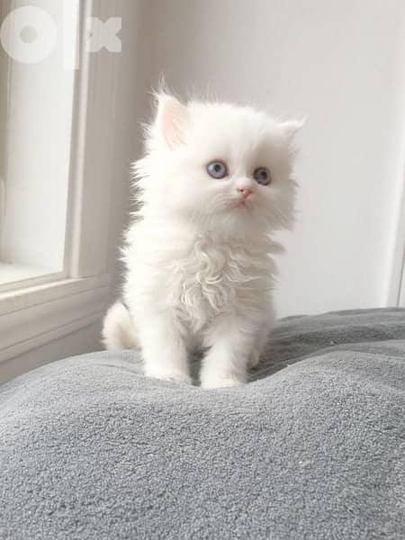 Persian Kitten white 0