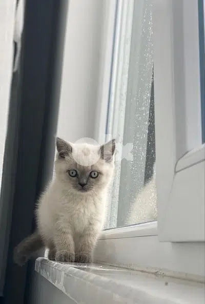 British Blue Point delivery available