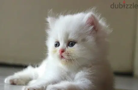 Persian Kitten blue eyes