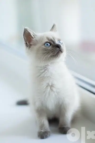 british kitten Blue Point