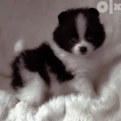 Pomeranian spitz Black and white Dog كلاب