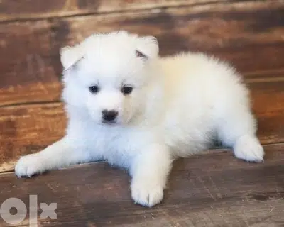Loulou Spitz All colors dog كلاب