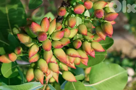 شجر الفستق الحلبي؛ إنتاج إسباني؛ Spanish Pistacia trees