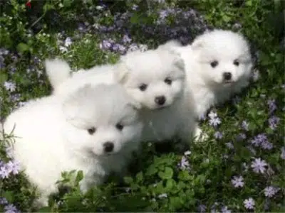 Spitz LouLou Puppy White in store & delivery كلاب dog