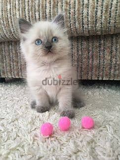 Himalayan Kittens moon face Cat قطط 0