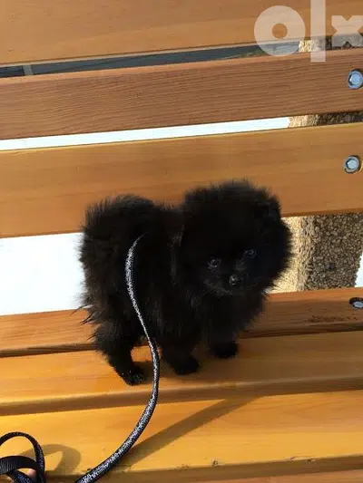 Pomeranian Puppies Black dog كلاب