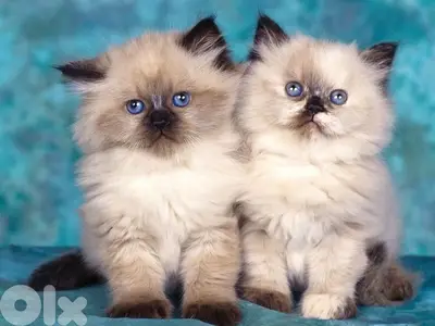 Himalayan Kitten Cat Blue Eyes
