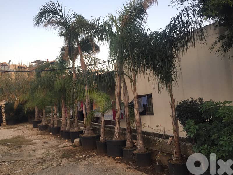 cocos كوكوس 0