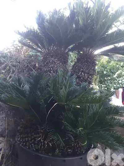 cycas 1,8 m نخيل سيكاس مميزة ٤ رؤوس ١،٨ م
