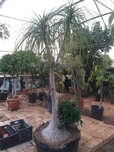 beaucarnea بوكارنيا
