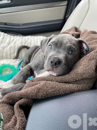 Bluenose Pitbull Puppies dog كلاب