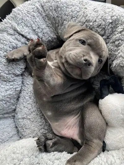 Pitbull puppy dog كلاب / delivery available