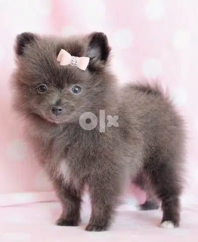 Pomeranian Brown chocolate Imported