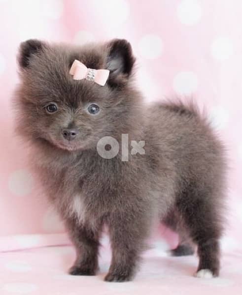 Pomeranian Brown chocolate Imported 0