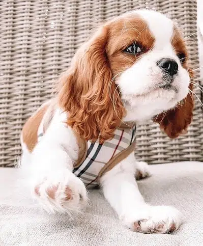 imported Cavalier Dog Puppy