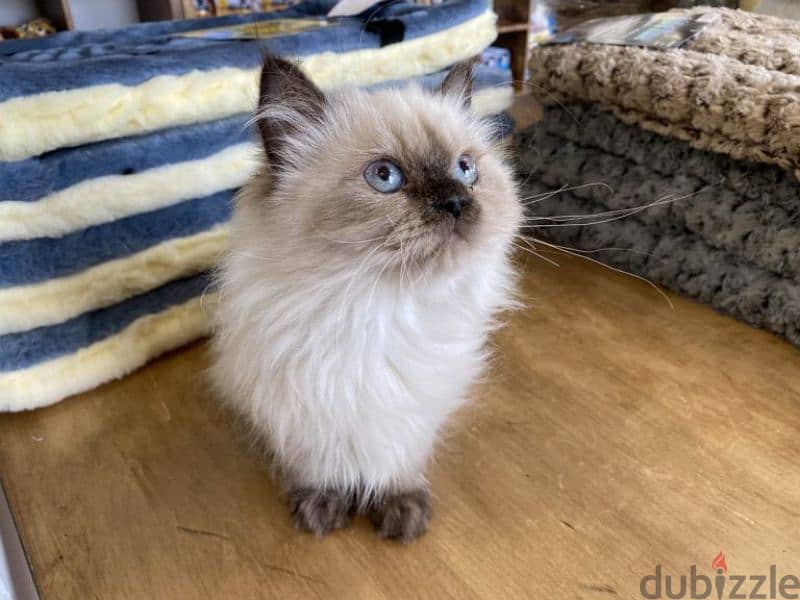 Himalayan Kittens available قطط cats delivery 0