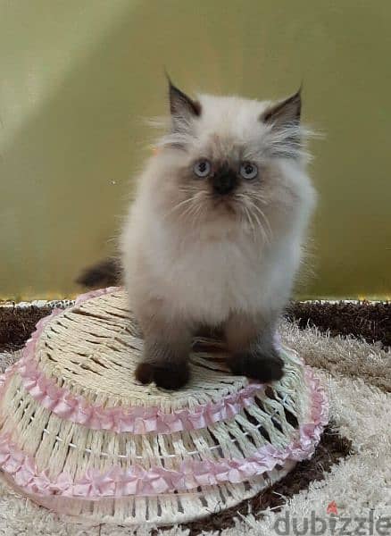 Himalayan Sweet Kitten - قطط cats 0