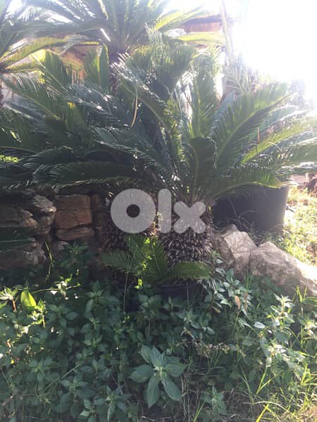 سيكا cyca 0