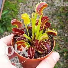 Venus carnivorous plant - نبات آكلة الحشرات