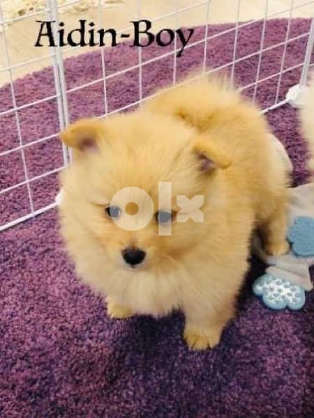 spitz loulou cream gold 0