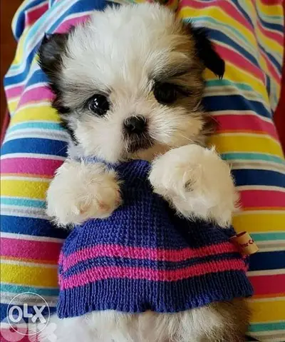 Baby Shih Tzu puppy / dog كلاب