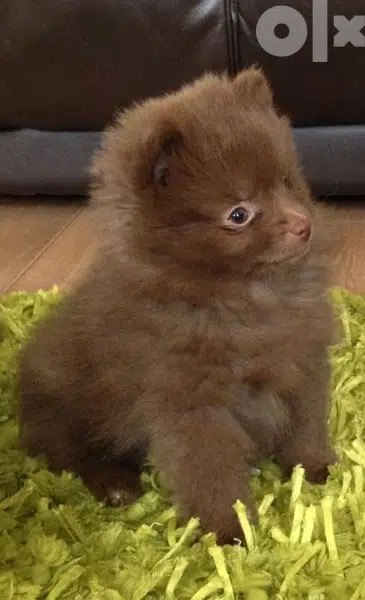Pomeranian Chocolate Imported