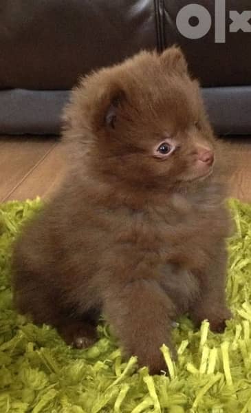 Pomeranian Chocolate Imported 0