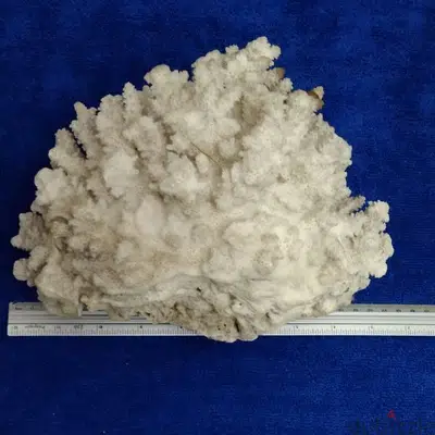 Vintage Piece of Mounted Coral Vintage Piece of Mounted Coral