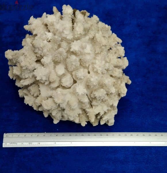 Vintage Piece of Mounted Coral 1