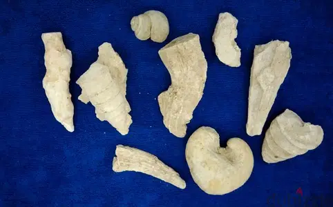 Fossils Fossils