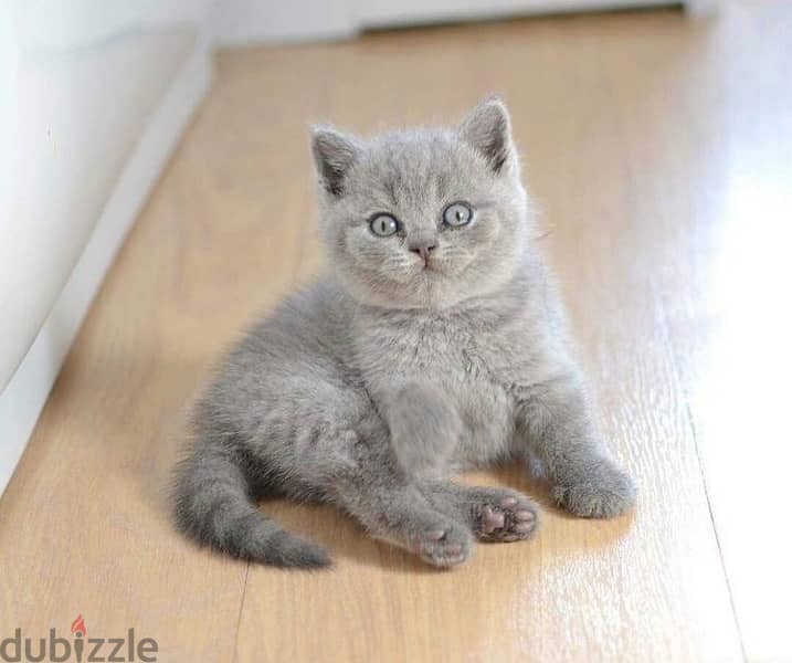 Lilac British Shorthair Kitten قط بريتيش 0