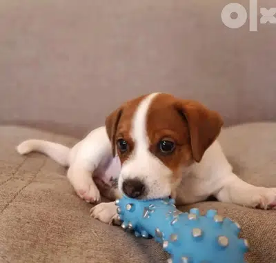 Jack Russell Mini