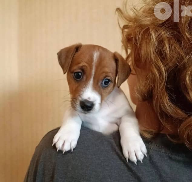 imported Jack Russell Mini dwarf Dog كلاب 0