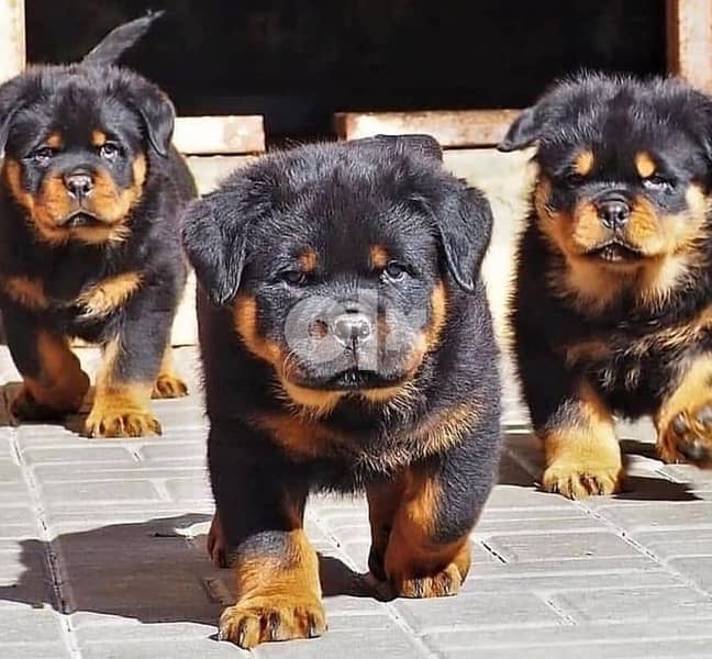Imported Rottweiler KingSize Dog Puppy كلاب 0