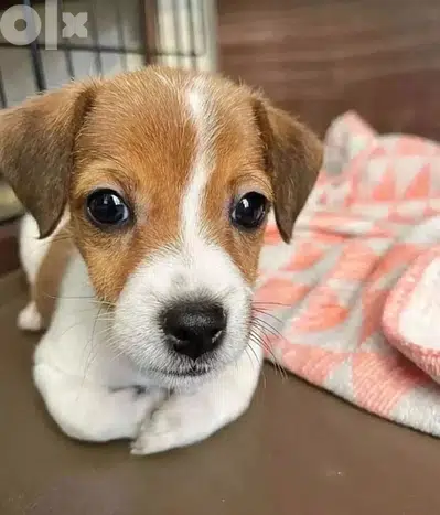 imported Jack Russell Mini Puppy  Dog