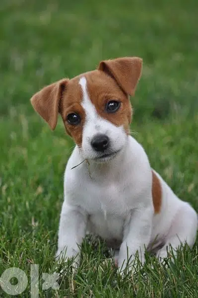 Mini Jack Russell puppy