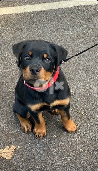 Rottweiler Imported puppy 0
