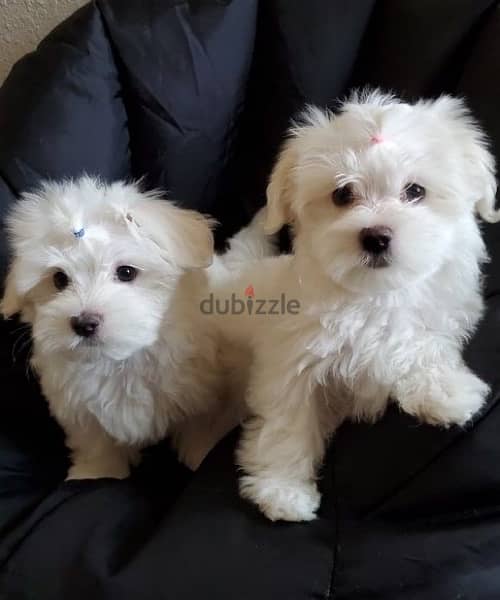 Maltese Bichon  Puppy Dog 0
