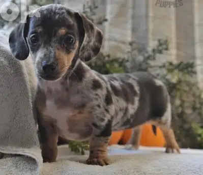 Dachshund Merle Dapple Importedp