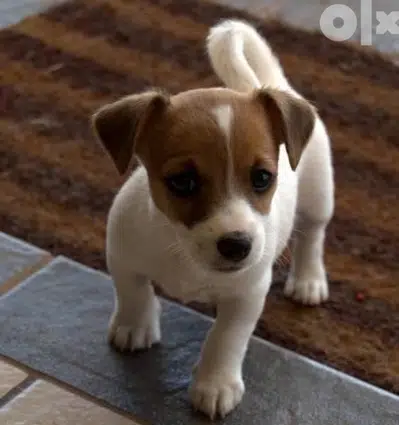 Jack Russell Love Dog Puppy