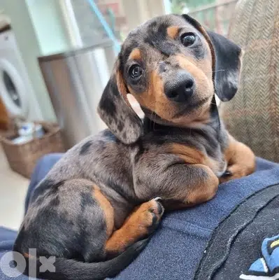 Imported Dapple Dachshund Merle PUPPY Delivery
