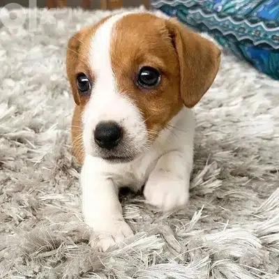Mini Jack Russell puppy
