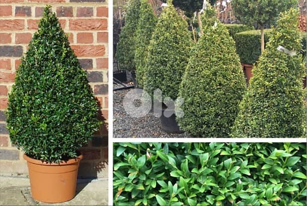 Italian Big Buxus pyramid 0