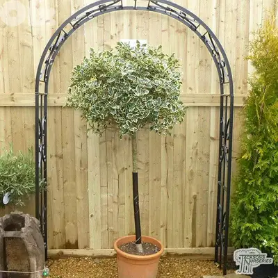 Italian variegated English Holly ilex